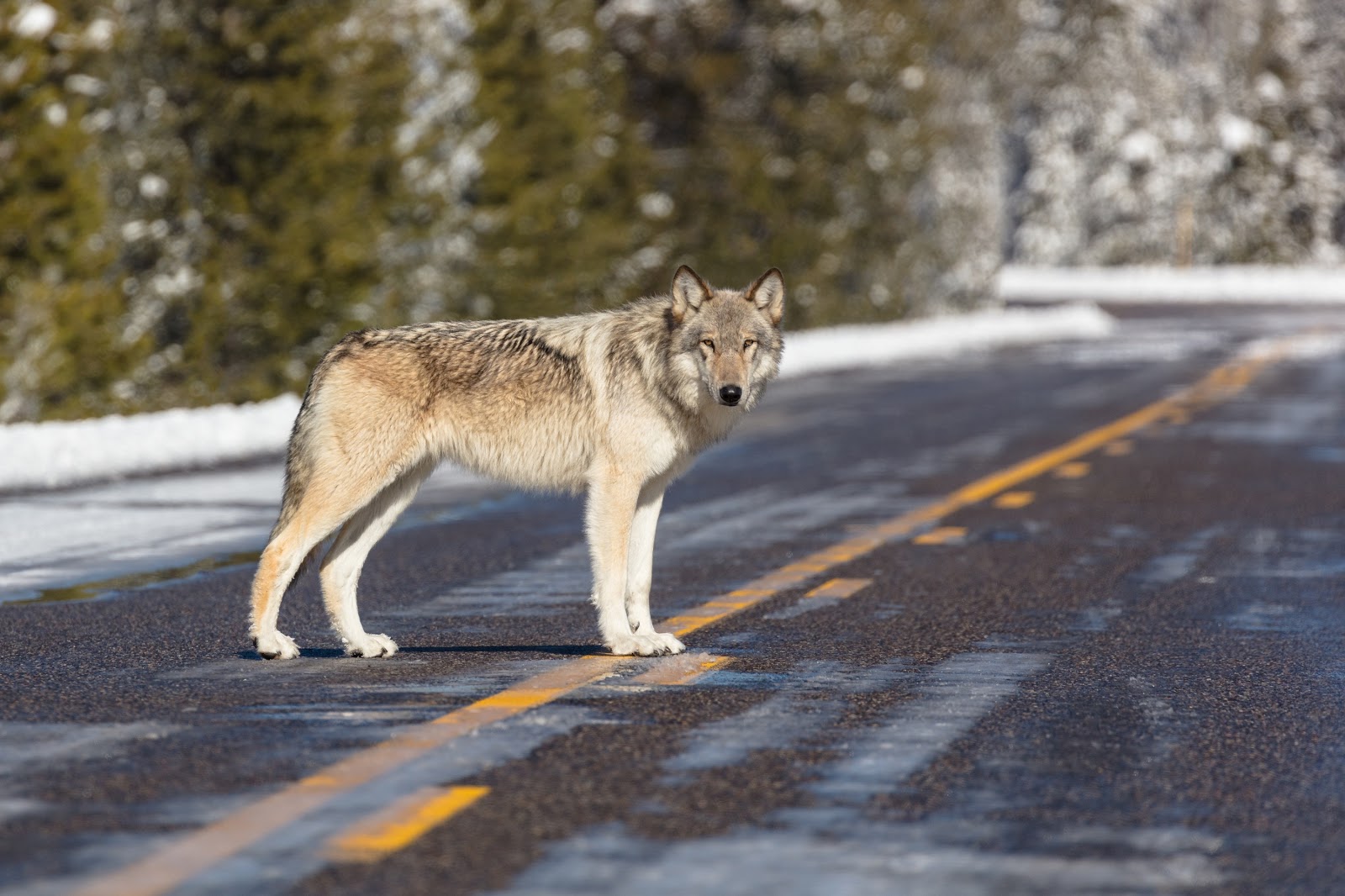 Freut sich über unbefahrene Straßen: Seit einigen Jahren ist der Wolf auch in der Lausitz wieder heimisch. (Bild: pixabay)
